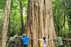 Quần thể cổ thụ rừng Nam Tây Nguyên được công nhận là Cây di sản Việt Nam