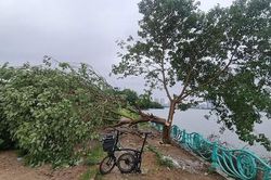 'Cây cô đơn' tại Hồ Tây bị đốn hạ