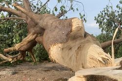 Cây 'cô đơn' ở Hồ Tây ra sao sau nhát chém tàn ác trong đêm?