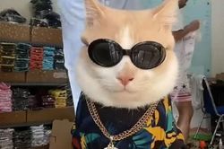 Clip: Chú mèo 'siêu có tâm' giúp chủ kiếm bộn tiền khiến dân mạng 'phát cuồng'