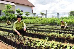 Đơn Dương: Đẩy mạnh công tác trồng và bảo vệ rừng