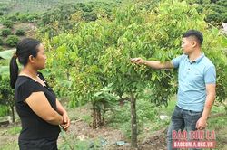 Đổi thay ở Suối Ba
