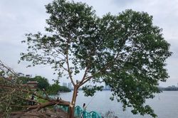 Hà Nội: 'Cây cô đơn' nổi tiếng ở Hồ Tây đổ rạp, nghi bị chặt phá