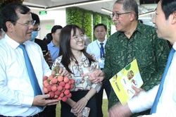 Bắc Giang muốn xuất khẩu vải thiều đến các thị trường 'khó tính'