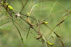 Nghệ An: Hàng trăm ha tre bị châu chấu tàn phá