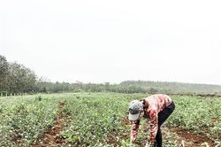 Hỗ trợ phát triển cây trồng, vật nuôi chủ lực theo chuỗi liên kết