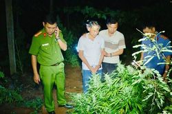 Đắk Lắk: Tạm giam đối tượng trồng cần sa bán giá 3 triệu đồng/kg