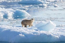 Phát hiện mới: Quần thể gấu Bắc cực bị cô lập ở Greenland thích nghi với biến đổi khí hậu