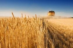 EU: Việc nối lại xuất khẩu ngũ cốc của Ukraine bằng đường biển là vô cùng quan trọng