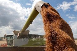 EU hy vọng nối lại xuất khẩu ngũ cốc từ Ukraine bằng đường biển