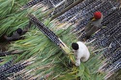 Ấn Độ có thể tiếp tục giới hạn lượng đường xuất khẩu trong năm sau, dự báo giá đường thế giới tiếp tục tăng