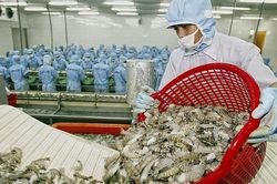 Xuất khẩu tôm sang Canada tăng cao nhất trong khối CPTPP