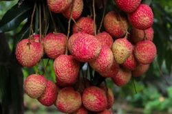 Vải trứng - Món quà từ thiên nhiên