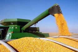 Hungary đề xuất giải pháp cho vấn đề xuất khẩu ngũ cốc của Ukraine