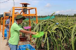 Tăng cạnh tranh cho vùng chuyên canh thanh long xuất khẩu