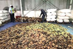 Khởi tố, bắt tạm giam bị can vụ buôn lậu ngà voi, vảy tê tê trị giá 300 tỷ đồng