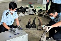 Doanh nghiệp 'ma' nhập lậu sừng tê giác, xương sư tử, ngà voi.. trị giá hàng trăm tỷ đồng
