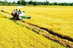 Bỏ tư duy ''vựa lúa'', miền Tây thuận thiên để phát triển bền vững