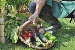 Ăn rau sống rất tốt cho khả năng sinh sản của nam giới