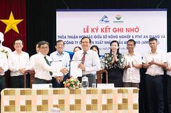 Angimex xây dựng vùng nguyên liệu lúa, nếp bền vững tại An Giang