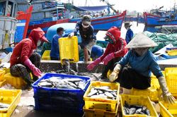 Hơn 50% tàu cá nằm bờ vì giá xăng dầu tăng kỷ lục