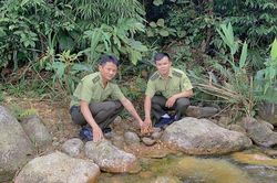 Thả rùa sa nhân về tự nhiên ở Bắc Giang: Cực quý hiếm!