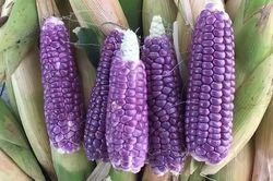 'Ngô nếp tí hon' giá cao được nhiều người tìm mua