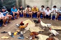 Đột kích sới đá gà, bắt quả tang 22 con bạc sát phạt nhau, thu giữ hơn 300 triệu đồng