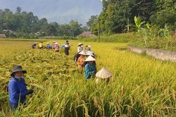 Đẩy nhanh tiến độ thu hoạch vụ xuân