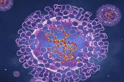 Báo động: Virus đậu mùa khỉ tiến hóa 'thần tốc' nhanh gấp 12 lần thông thường