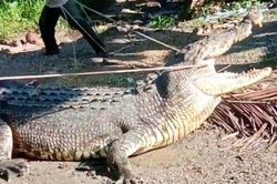 Người đàn ông Indonesia dùng dây thừng bắt cá sấu khổng lồ