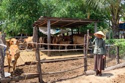 Ayun Pa vận động di dời chuồng gia súc ra xa nhà ở