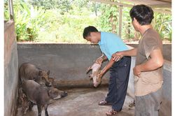 Xây dựng nhãn hiệu chứng nhận 'Lợn Brong Đức Cơ'