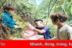 Săn mật ong rừng