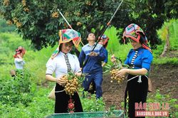 Nông dân Sông Mã thu hoạch nhãn chín sớm