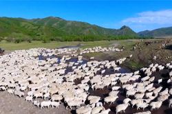 Hàng trăm nghìn gia súc di cư ở Trung Quốc