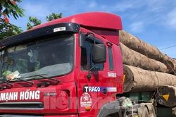 Tạm giữ xe đầu kéo chở gỗ lim 'siêu khủng' khi qua địa phận Quảng Ngãi
