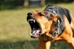 Bến Tre: Bệnh dại diễn biến phức tạp, có chiều hướng gia tăng