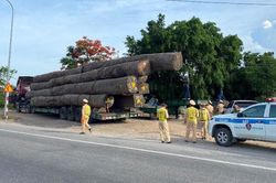 Phát hiện và tạm giữ xe đầu kéo chở một lượng gỗ 'khủng'