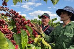 Mô hình cà phê tuần hoàn và bí quyết bền vững của Nestlé Việt Nam