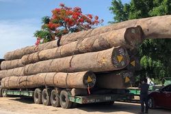 Xe đầu kéo chở hàng chục khối gỗ lim 'khủng' từ Bắc vào Nam