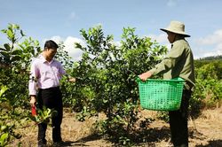 ''Bà đỡ'' cho những hộ nông dân nghèo