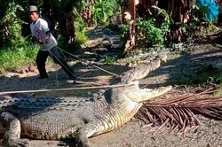 Dân làng bắt cá sấu dài 4,3 m ở Indonesia