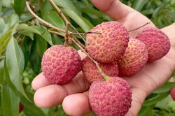 Bắc Giang sẽ nhân rộng trồng vải thiều không hạt