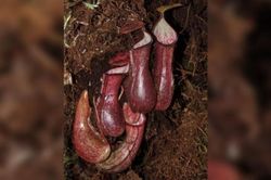 Lần đầu tiên phát hiện loài cây ăn thịt dưới lòng đất