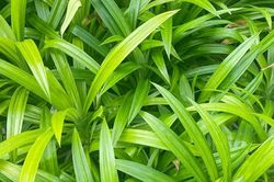 Hương dứa sau vườn