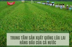 Trung tâm sản xuất giống lúa lai hàng đầu của cả nước