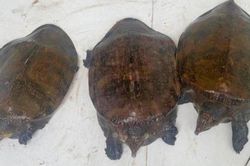 Kon Tum: Phát hiện nhiều cá thể động vật hoang dã tại nhà một người dân