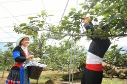 Trải nghiệm thu hoạch lê Tai nung tại xã Nậm Pung