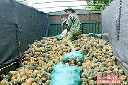 Sốp Cộp thu hoạch 70 tấn dứa nguyên liệu